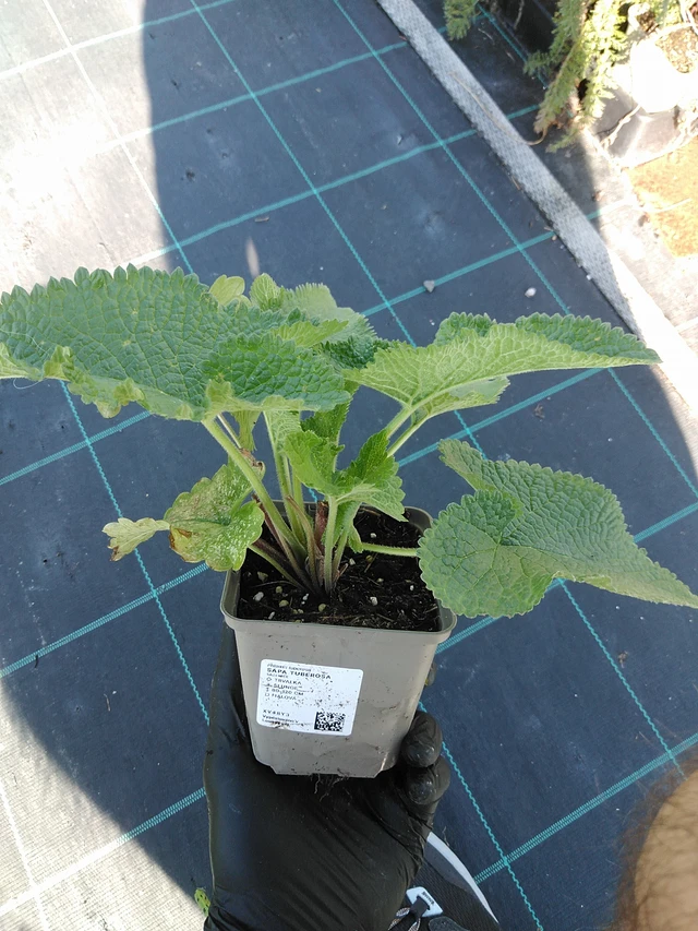 Paloyrtti Tuberosa - 19. 8. 2025