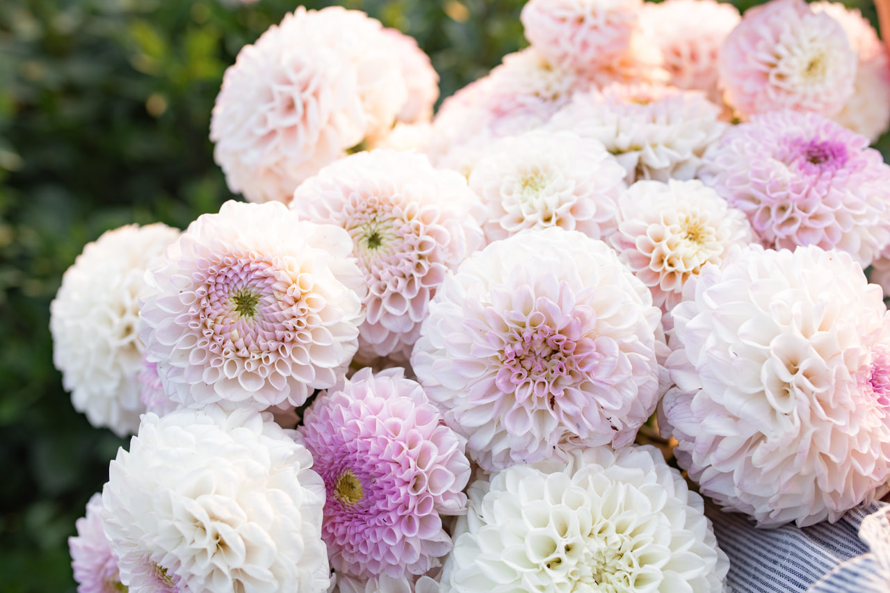 Daalia Pink Pearl, Loukykvět