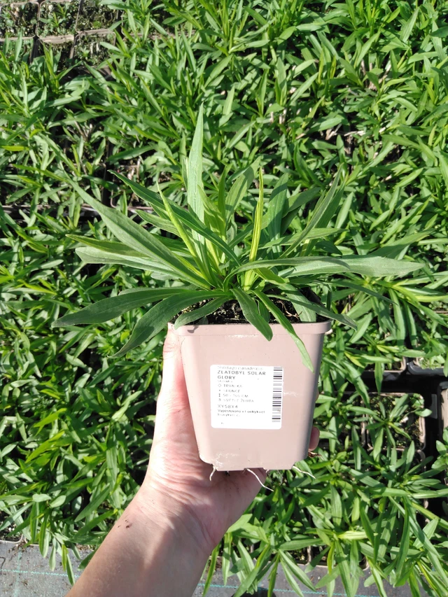 Vara de oro Solar Glory - 2024