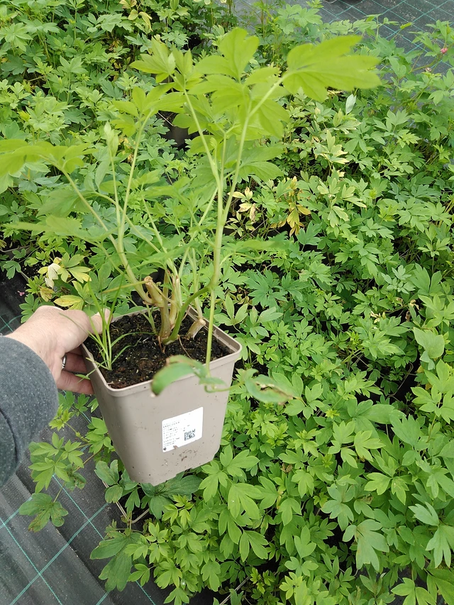 Särkynytsydän - 9. 6. 2025