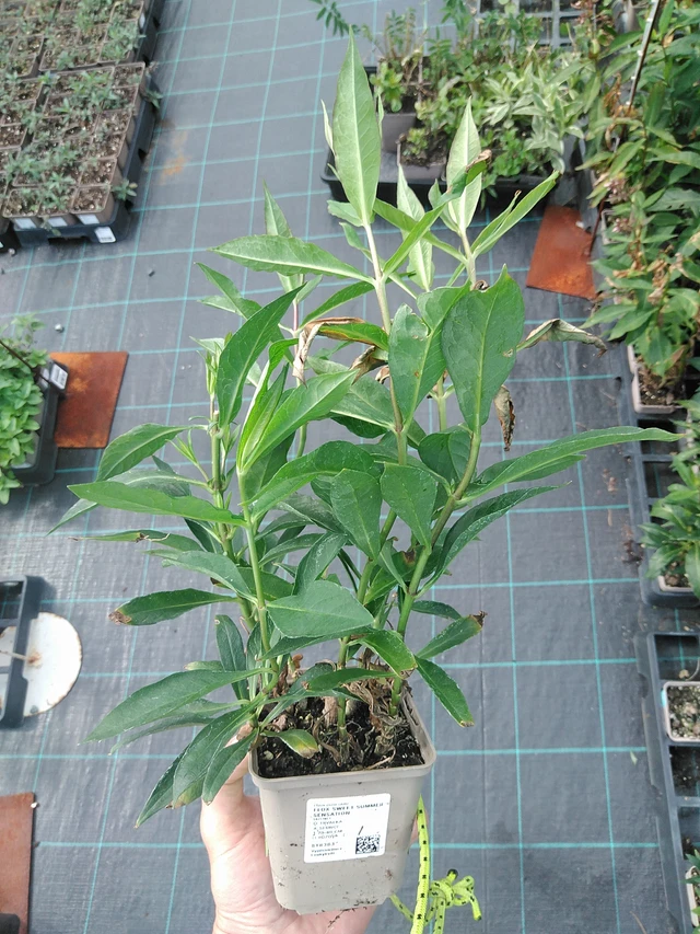 Syysleimu Sweet Summer Sensation - 24. 6. 2025