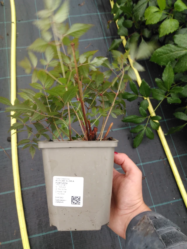 Jaloangervo Gloria Purpurea - 10. 9. 2025