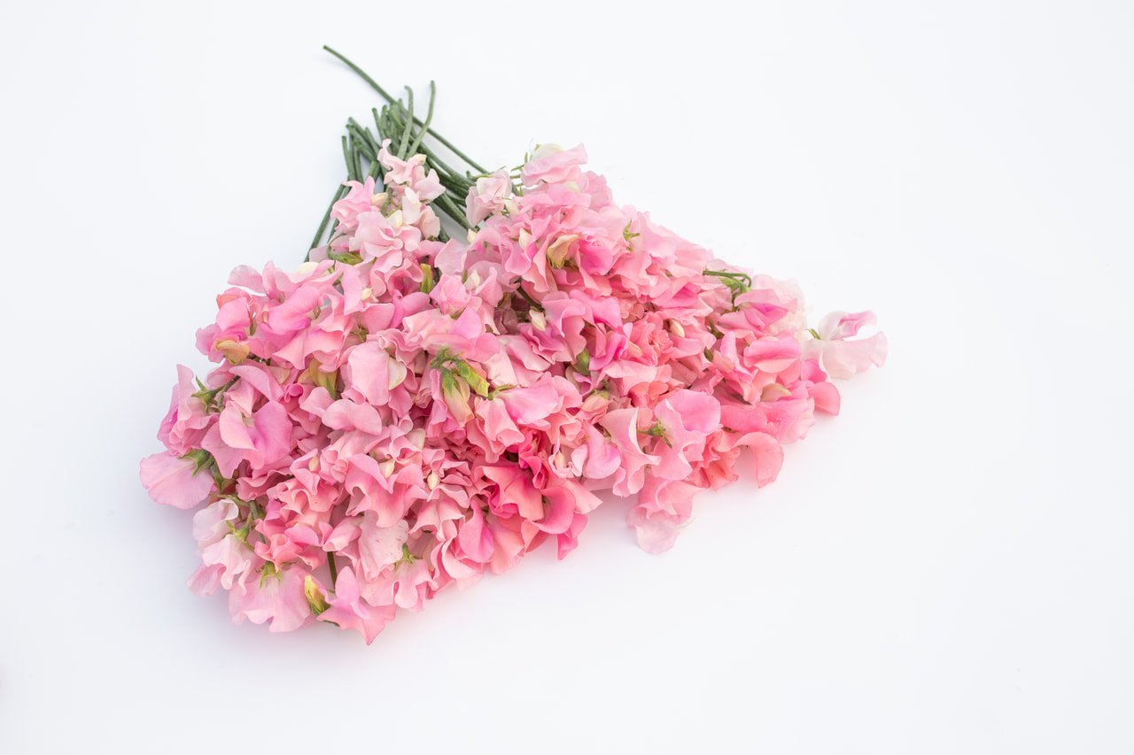 Lathyrus Winter Sunshine Pink, Loukykvět