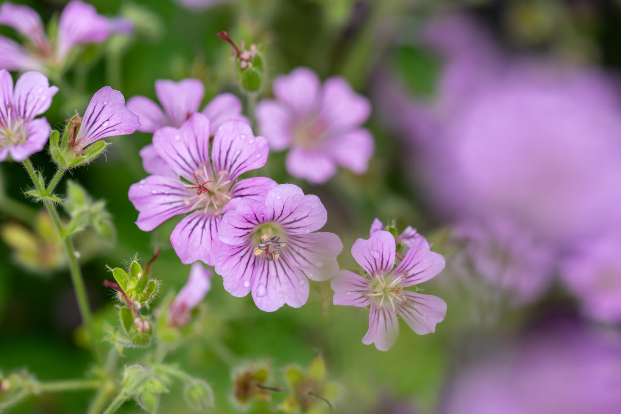 Cranesbill Karen Wouters, Loukykvět
