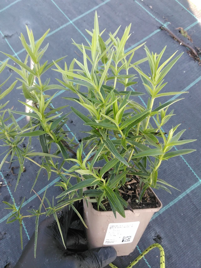 Menta de montaña Virginianum - 19. 8. 2025