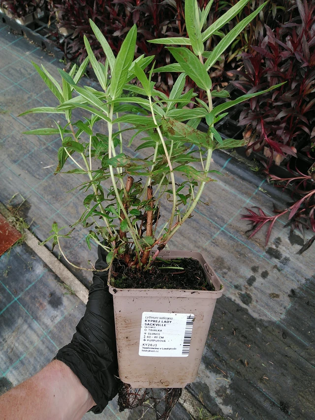 Rantakukka Lady Sackville - 10. 9. 2025