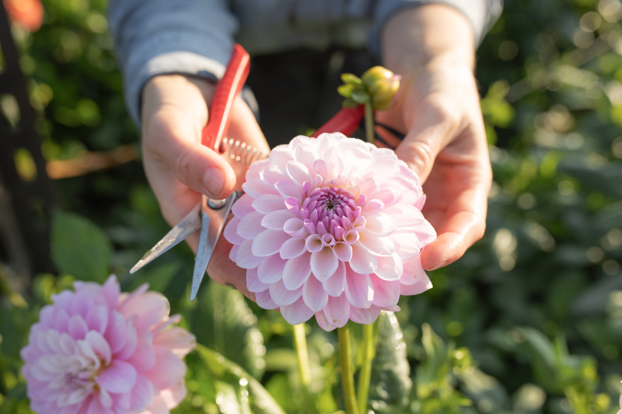 Daalia Janick’s Symphony, Loukykvět