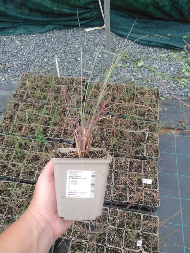 Little Bluestem Blaze - 2024