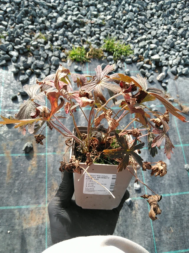 Täpläkurjenpolvi Espresso - 31. 10. 2025