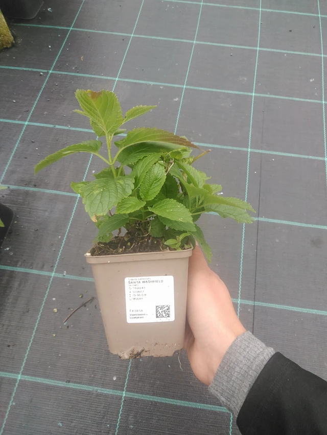 Kissanminttu Washfield - 10. 10. 2025