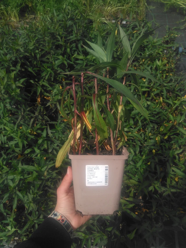 Syysasteri White Ladies - 2024