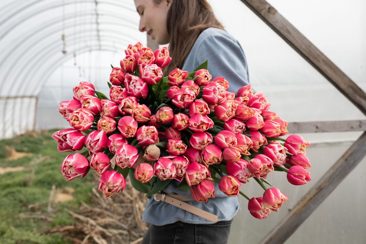 Tulppaani Columbus, Loukykvět