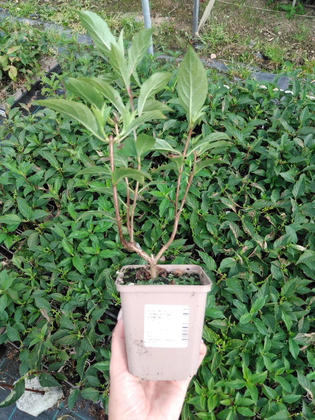 Syyshortensia Pink Diamond - 2024