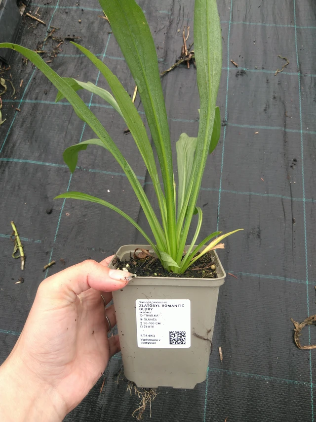 Piisku Romantic Glory - 11. 7. 2025