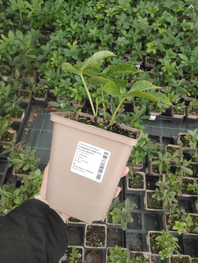 Jouluruusu Pretty Ellen White - 2024