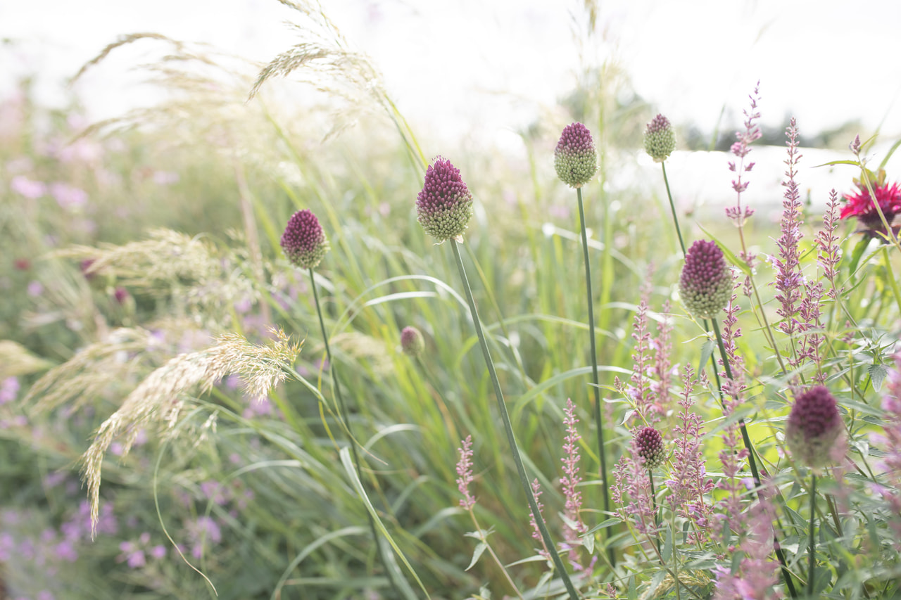 Allium sphaerocephalon, Loukykvět