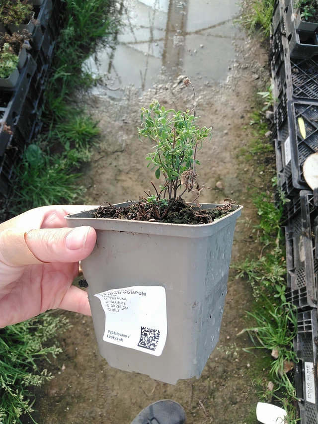 Tomillo Pompom - 19. 8. 2025