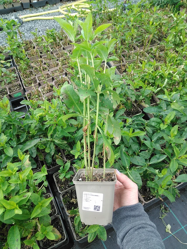 Leimu Sternhimmel - 9. 6. 2025