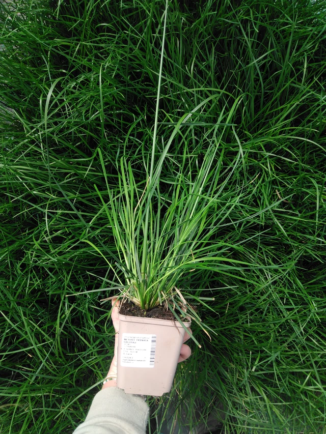 Deschampsia cespitosa Goldtau - 2024