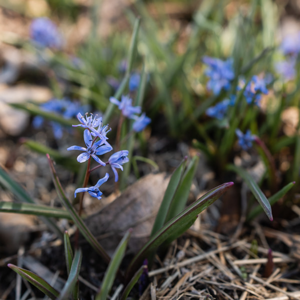 Alpine Squill, Loukykvět