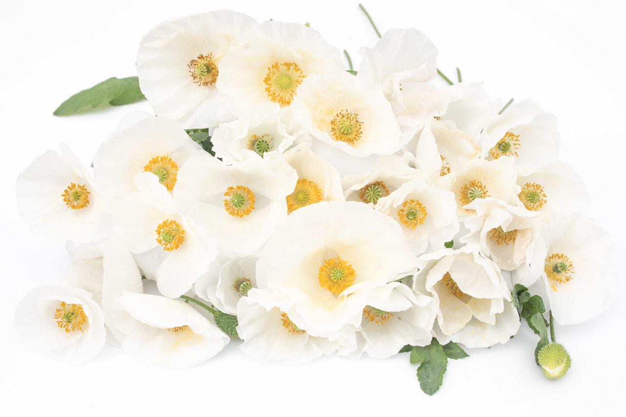 Kornvalmue Bridal Silk, Loukykvět