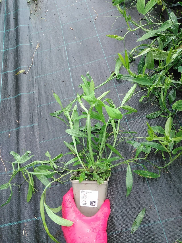 Tuoksuherne Pearl Mixture - 29. 7. 2025