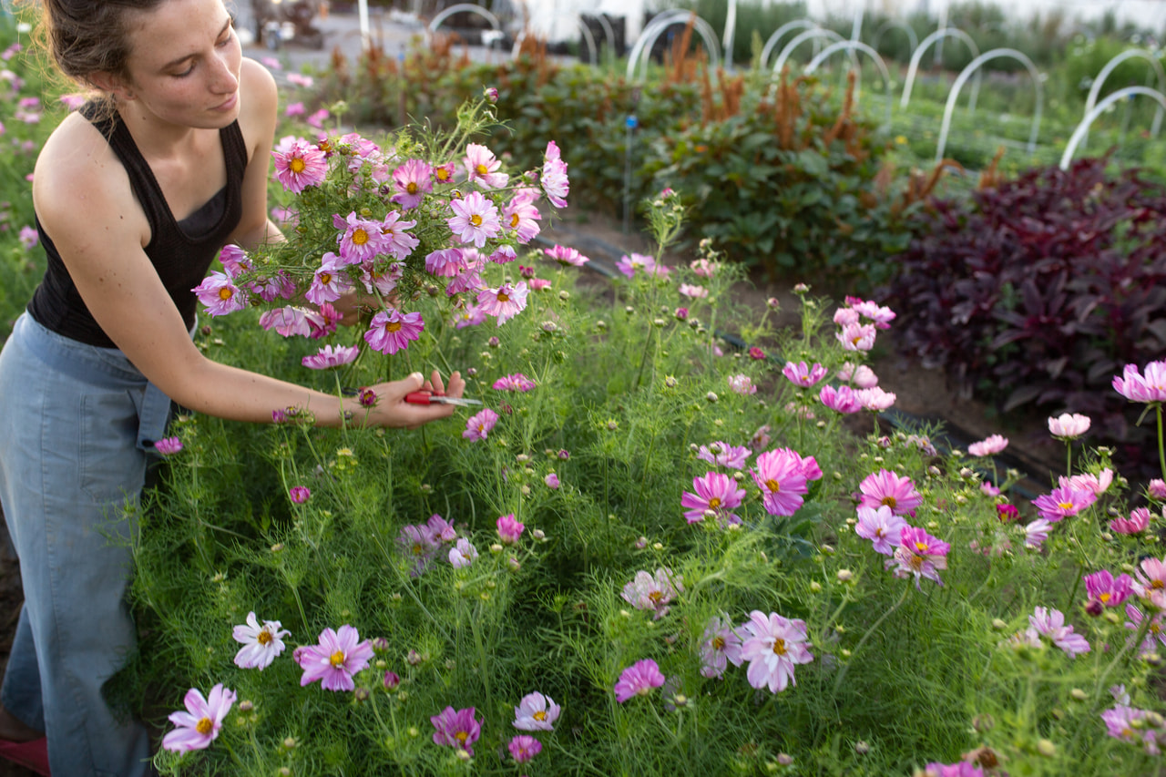 Cosmos Rosetta, Loukykvět