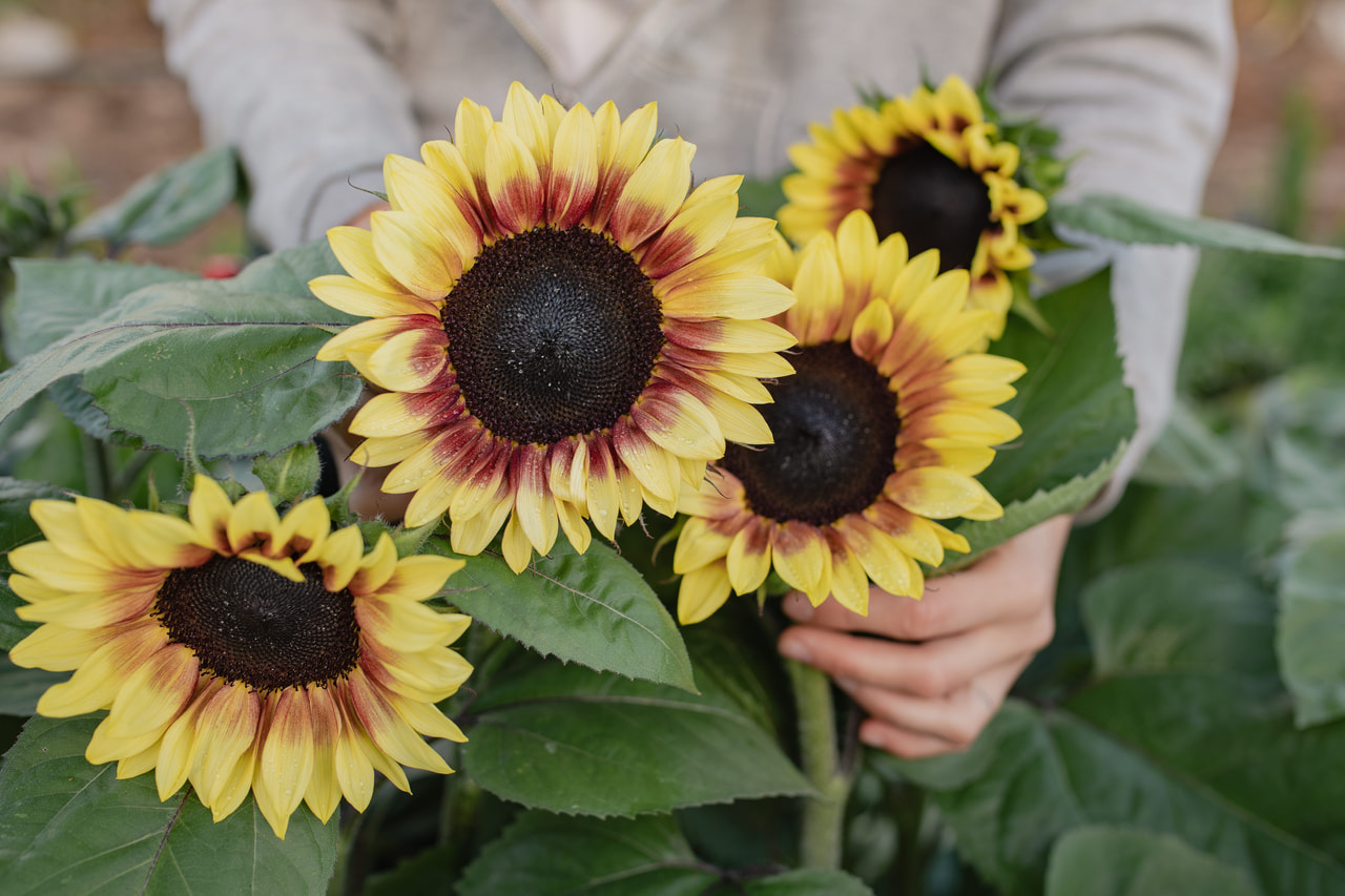 Zonnebloem ProCut Red Lemon BiColor, Loukykvět