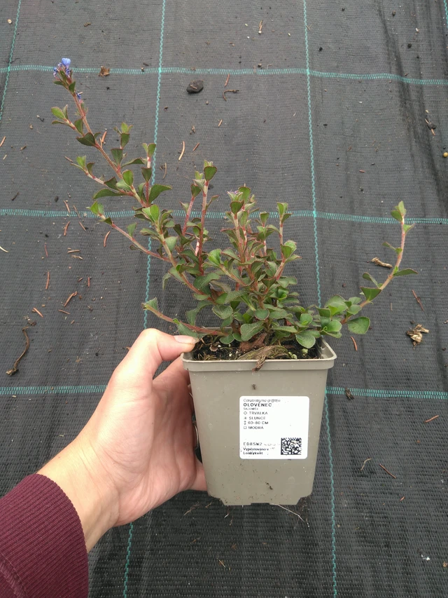 Lyijykukka - 11. 7. 2025