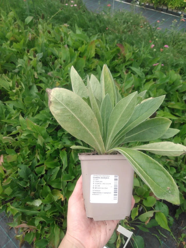 Vuorikaunokki - 2024