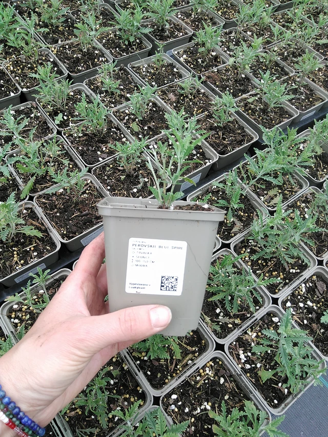 Pioska Blue Spire - 9. 6. 2025