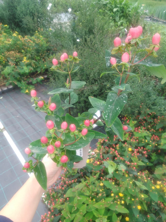 Kuisma Globo Ruby - 2024