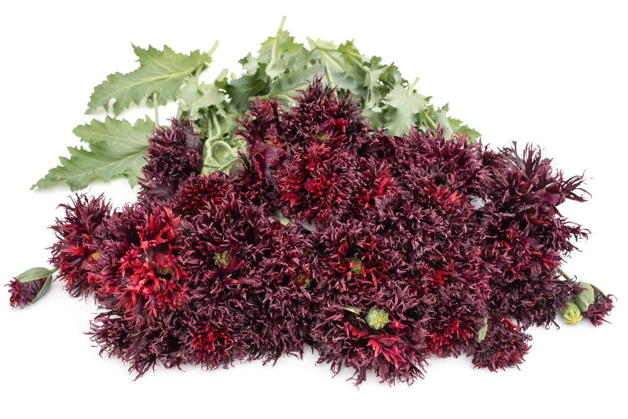 Valmue Black Swan, Loukykvět