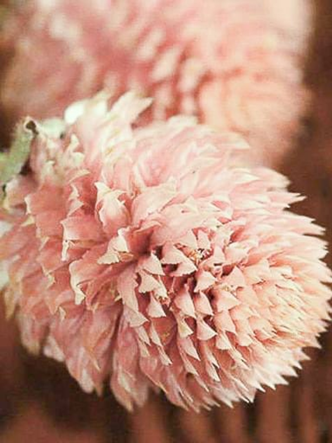 Pallohäntä QIS Salmon, Loukykvět