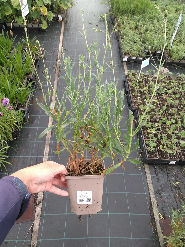 Morsiusharso Perfecta - 11. 7. 2025