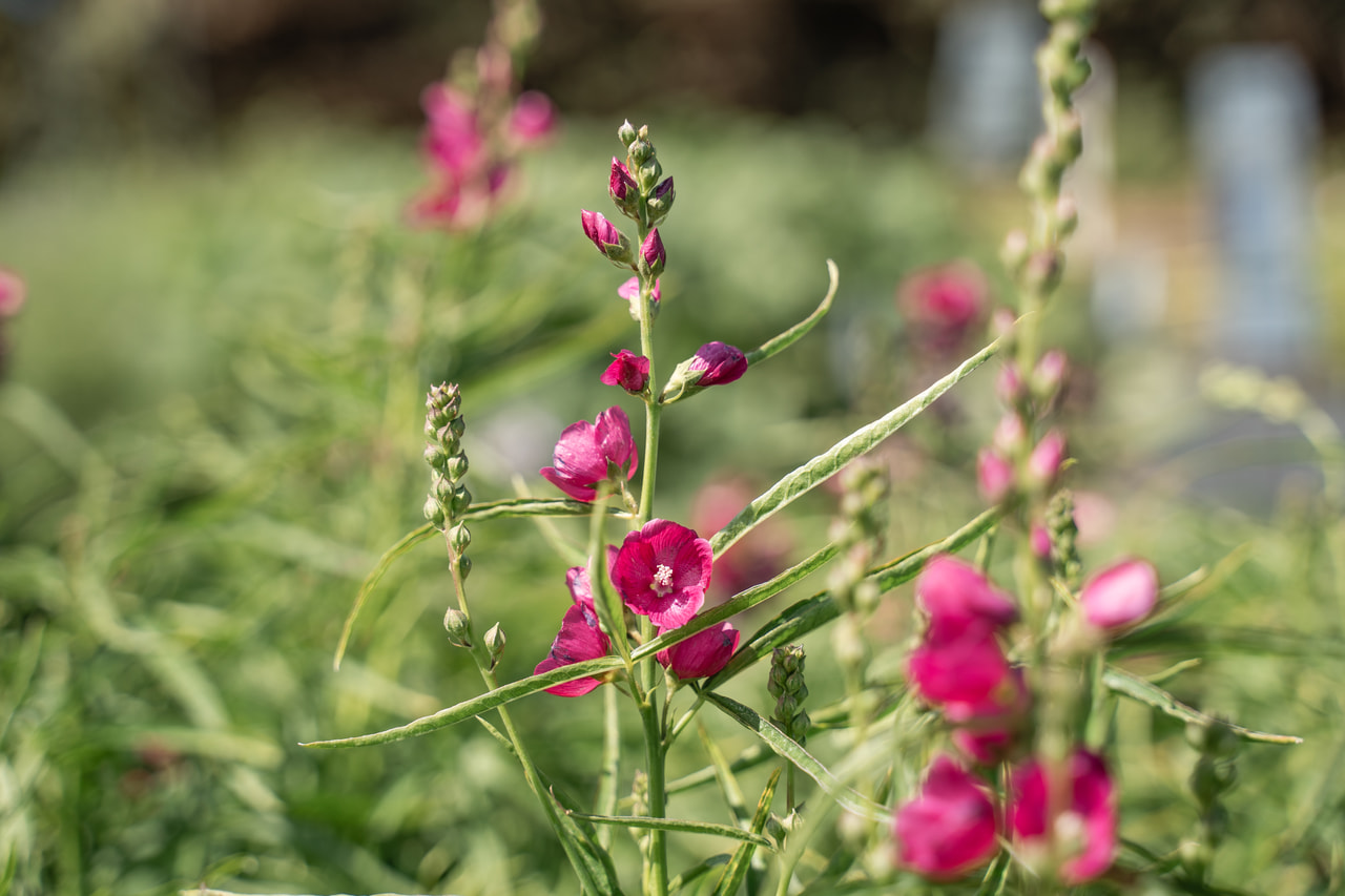 Sidalcea Brilliant, Loukykvět