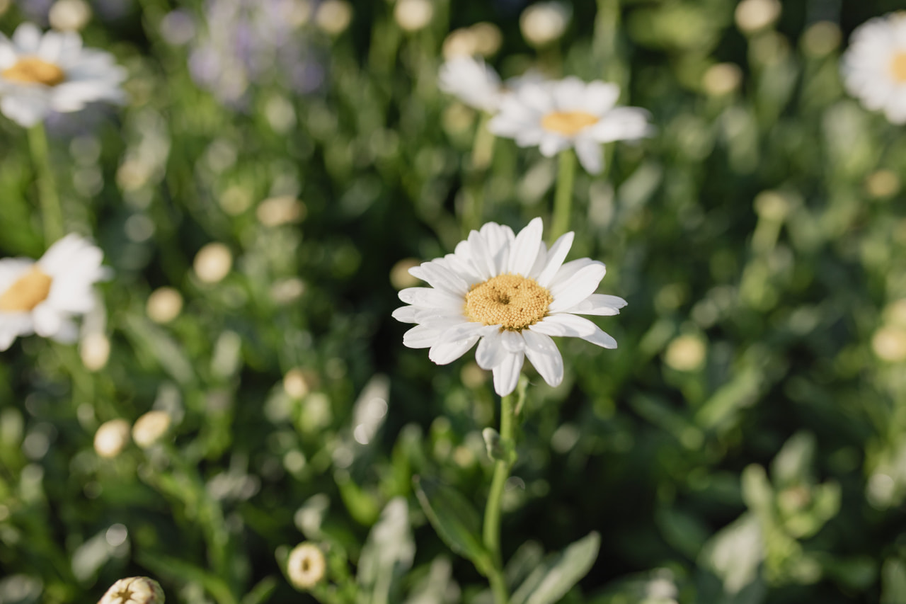 Härjasilm Becky, Loukykvět