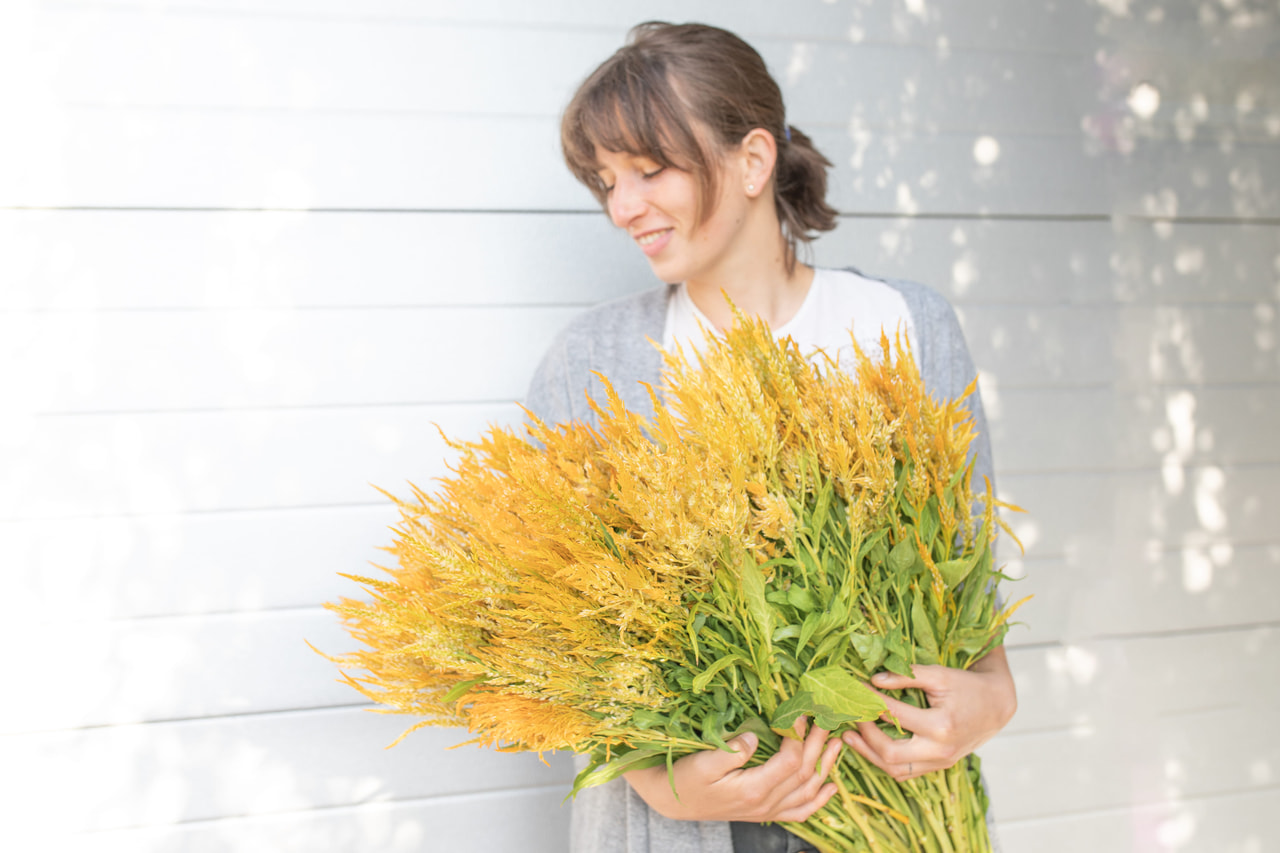 Kukonharja Golden Plume, Loukykvět