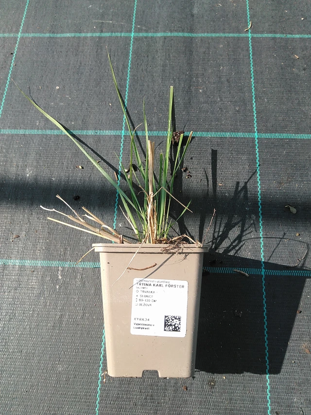 Calamagrostis Karl Förster - 16. 7. 2026