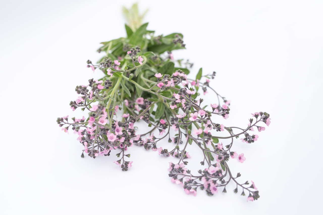 Hondstong Mystery Rose, Loukykvět