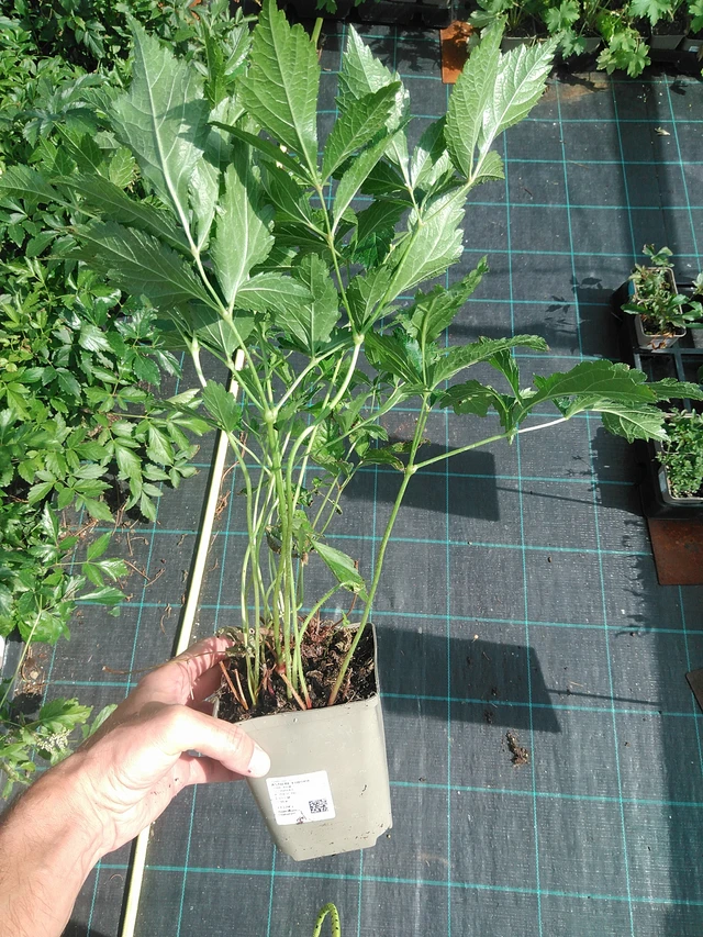 Jaloangervo Europa - 24. 6. 2025