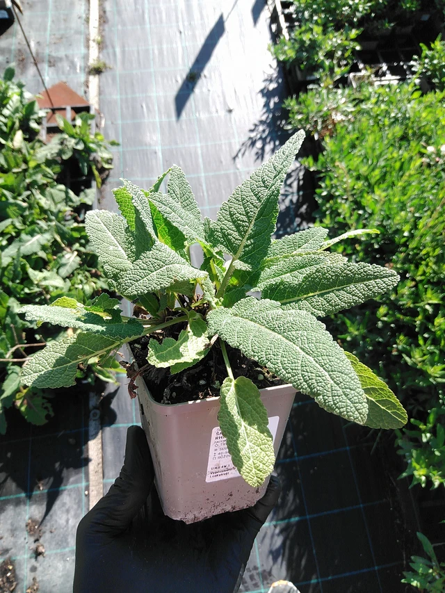 Salvia pratensis Rose Rhapsody - 19. 8. 2025