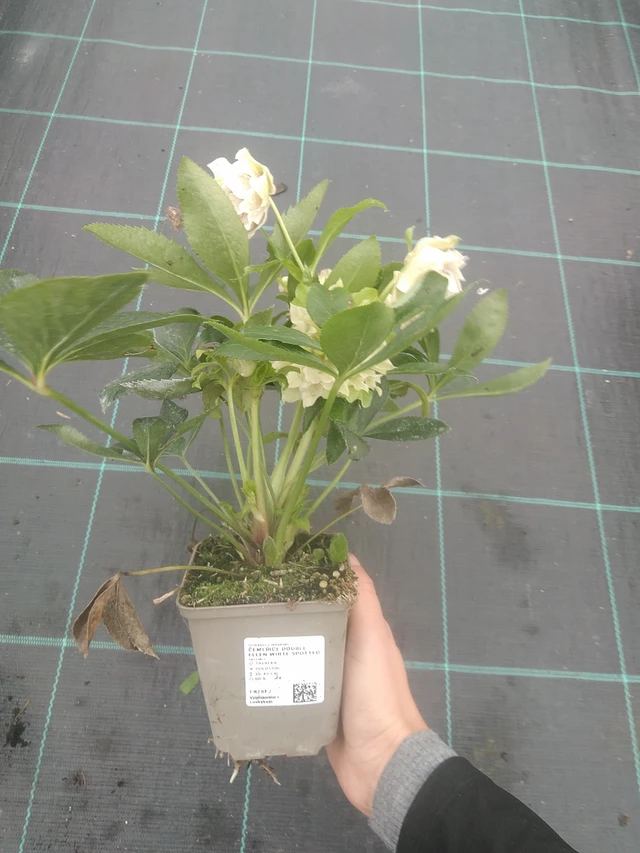 Jouluruusu Double Ellen White Spotted - 10. 10. 2025