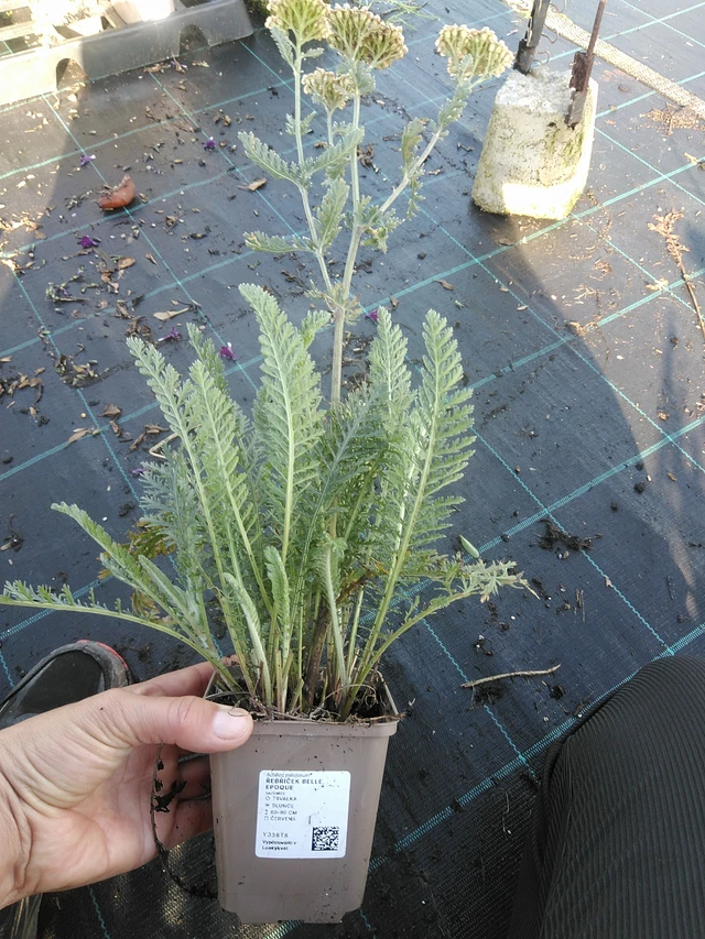 Siankärsämö Belle Epoque - 11. 9. 2025