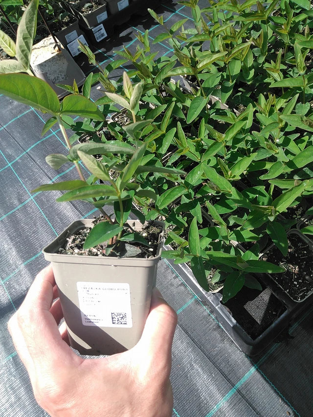 Kuisma Globo Ruby - 24. 6. 2025