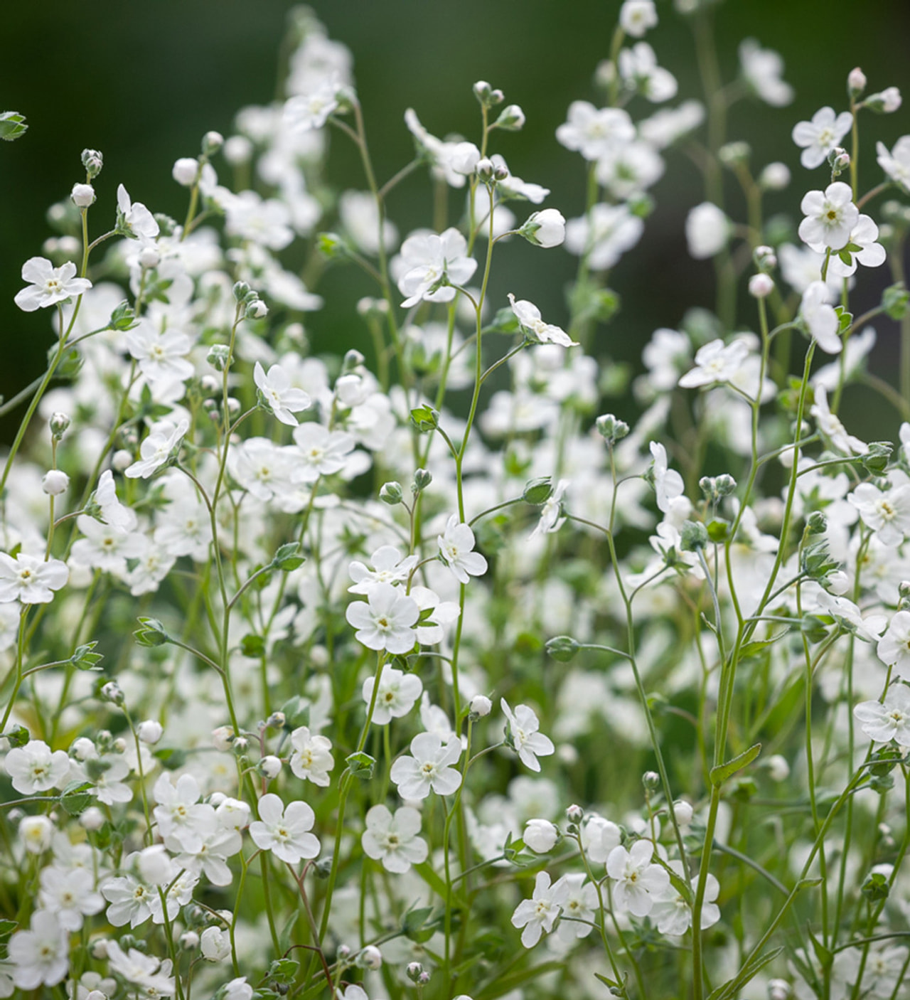 Omphalodes White Innocence, Loukykvět