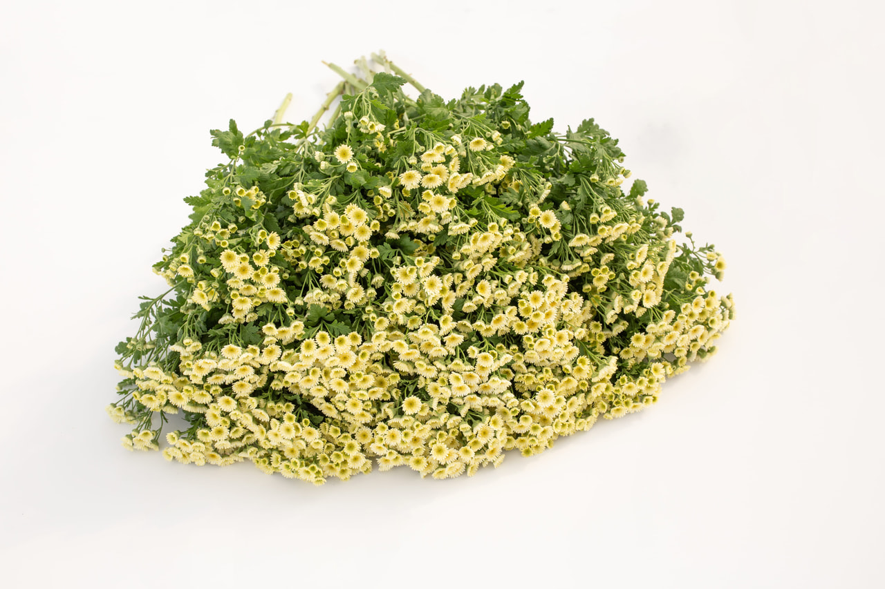 Reunuspietaryrtti Orinoco, Loukykvět