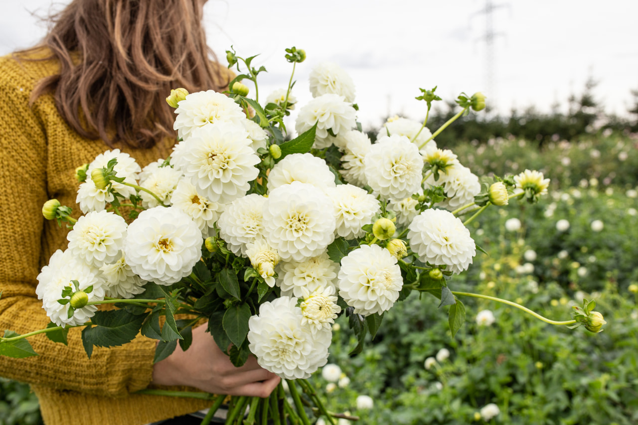 Dalia White Renova, Loukykvět