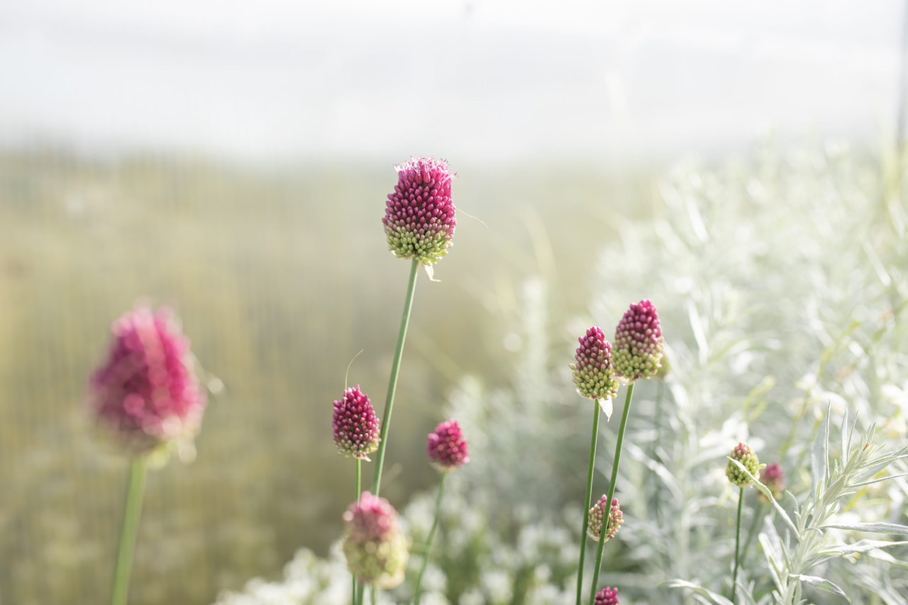 Allium sphaerocephalon, Loukykvět