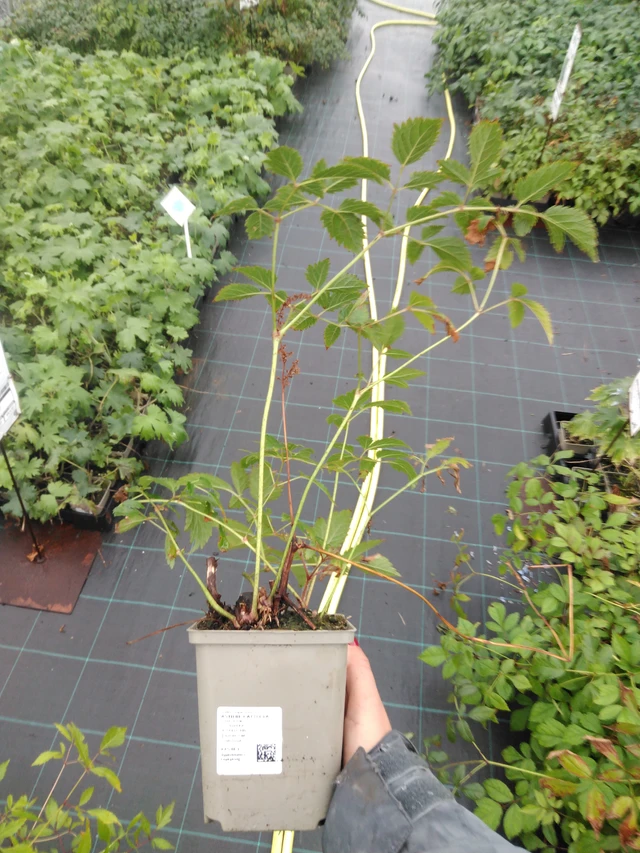 Jaloangervo Cattleya - 10. 9. 2025